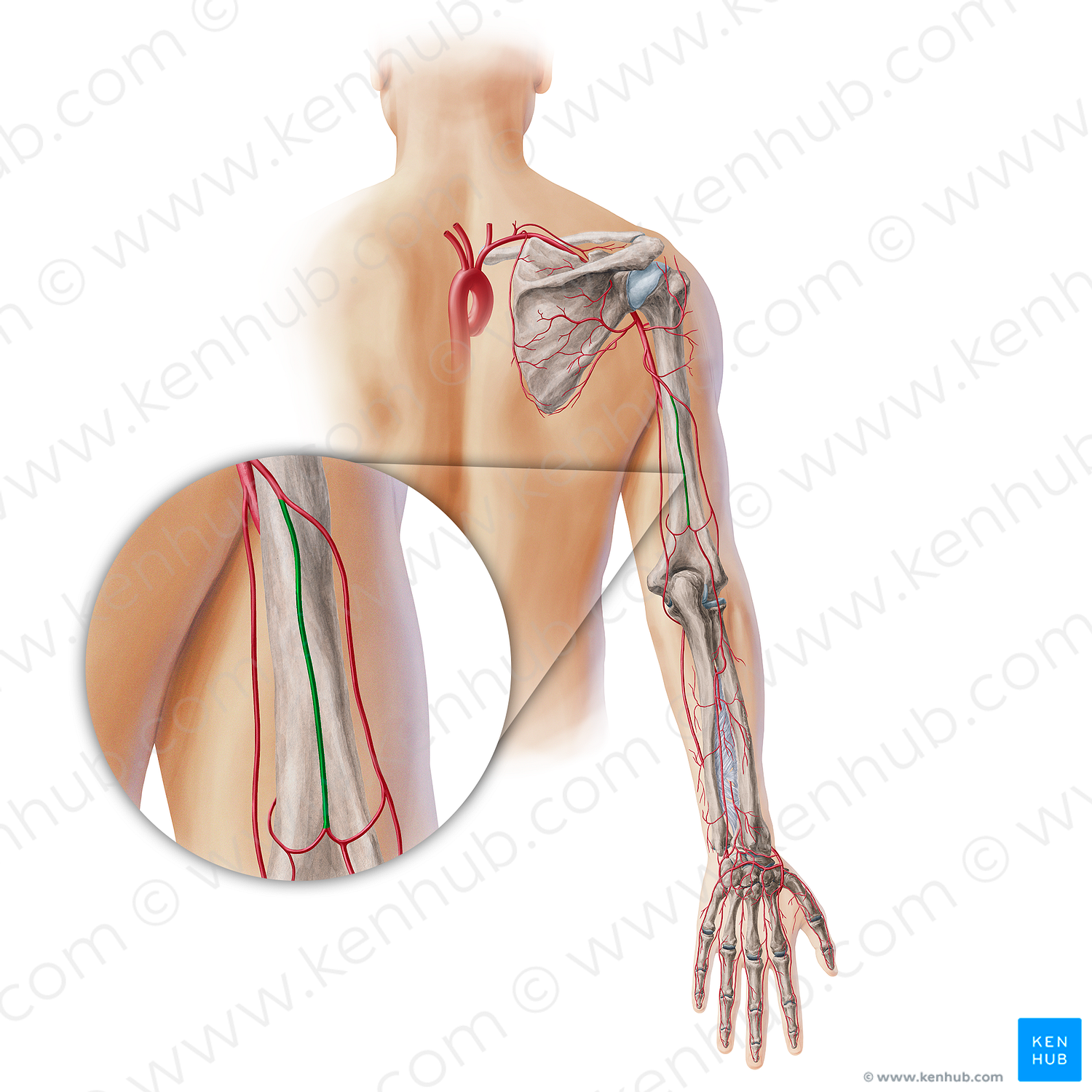 Middle collateral artery (#18937)