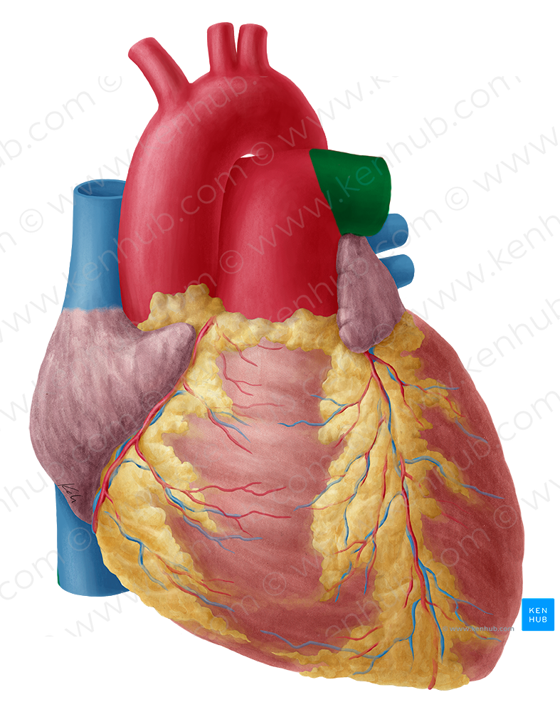 Left pulmonary artery (#1690)