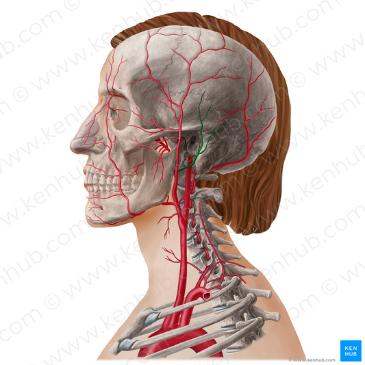 Posterior auricular artery (#21803)