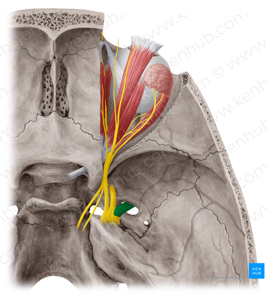 Mandibular nerve (#6546)