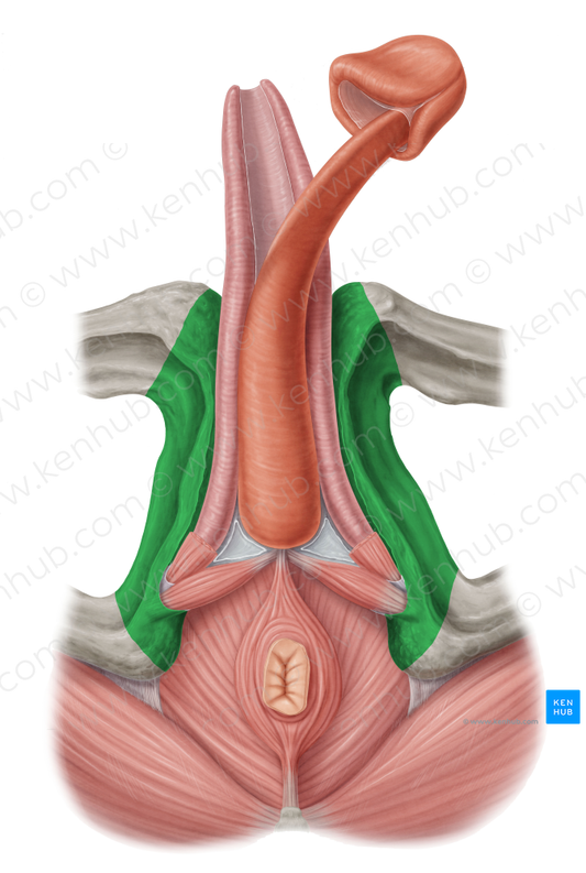 Inferior pubic ramus (#8705)