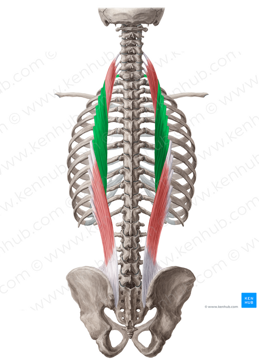 Iliocostalis thoracis muscle (#18809)