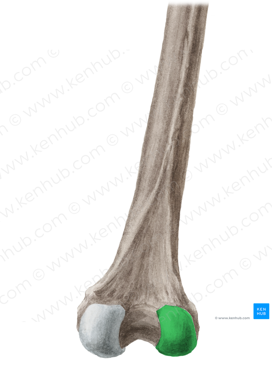 Lateral condyle of femur (#2814)