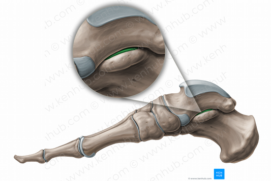 Subtalar joint (#11246)