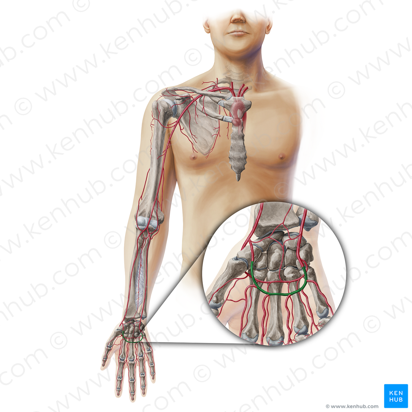 Superficial palmar arch (#19348)