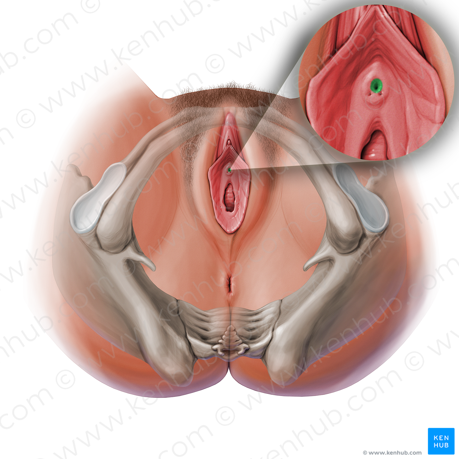 External orifice of urethra (#13616)