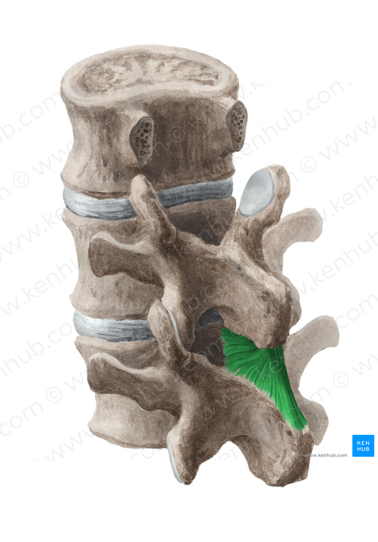 Interspinous ligament (#4560)