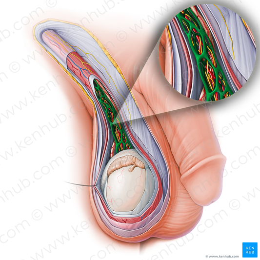 Pampiniform plexus (#15137)