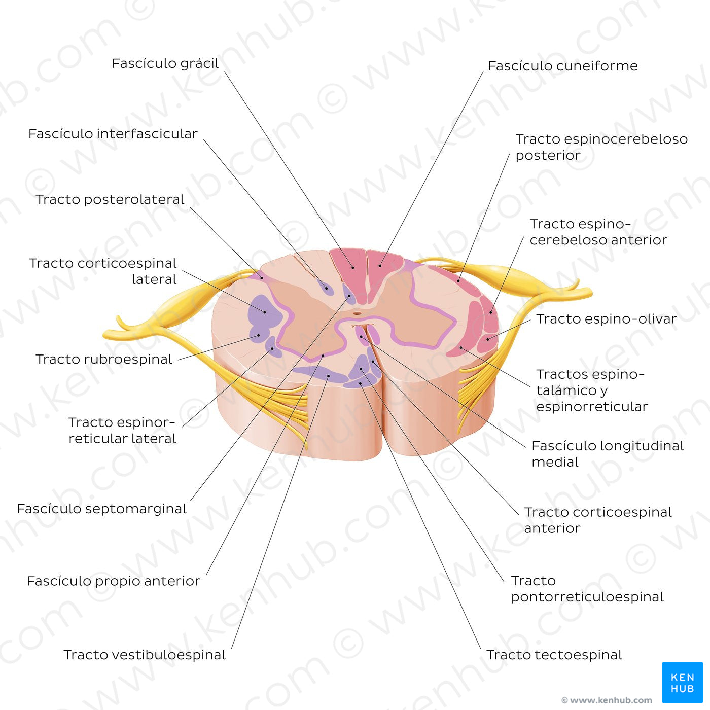 Spinal cord: Cross section (ascending and descending tracts) (Spanish)