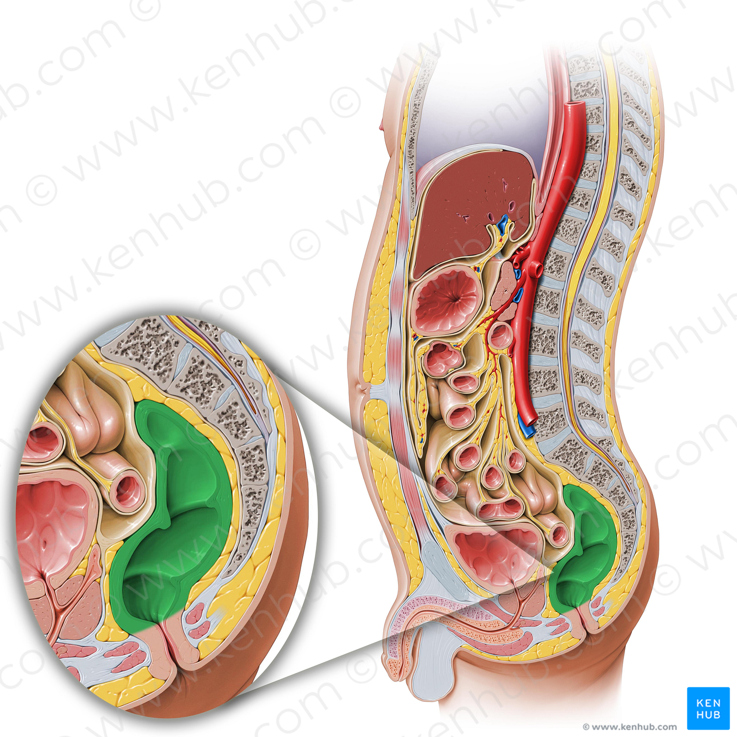 Rectum (#8879)