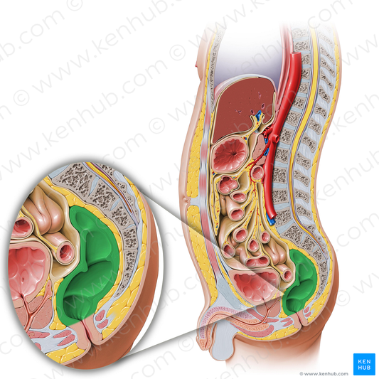 Rectum (#8879)