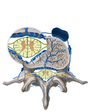 Radicular vein (#10521)