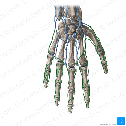 Dorsal digital veins of hand (#20389)