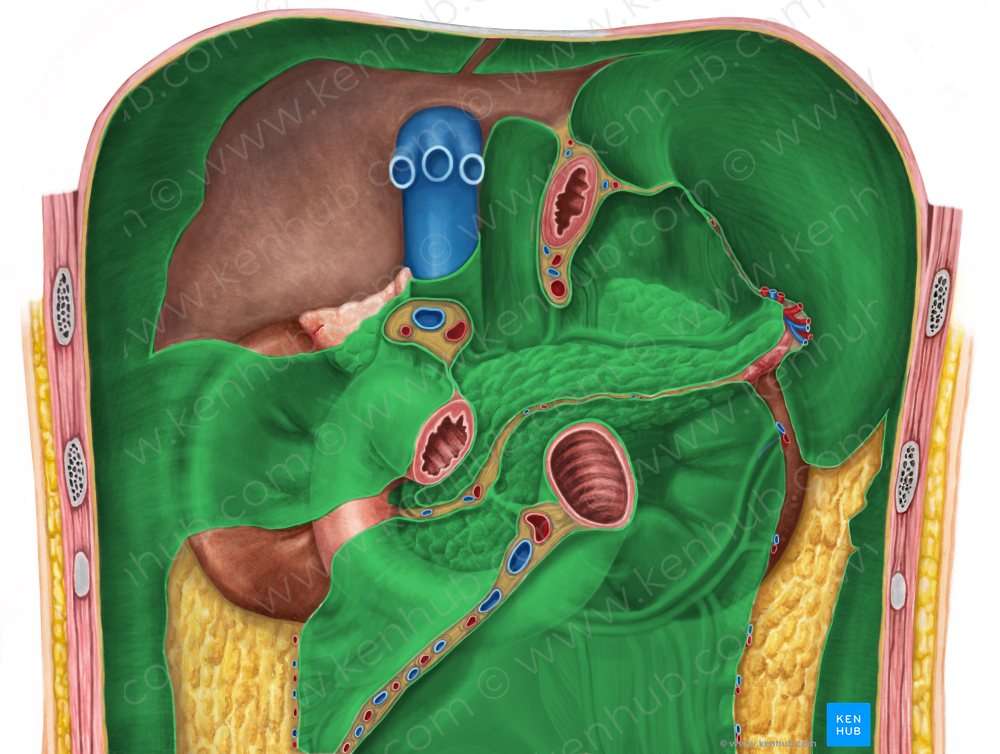 Parietal peritoneum (#7879)