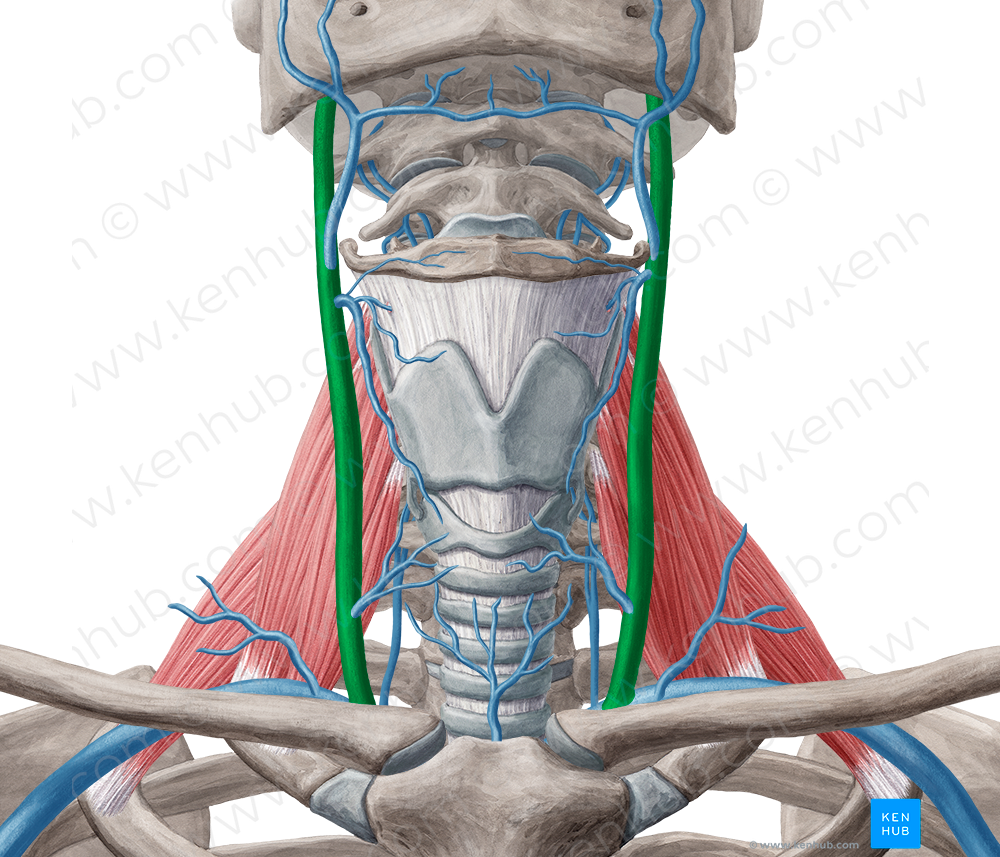 Internal jugular vein (#10364)