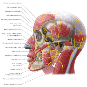 Nerves of face and scalp (Lateral view) (Latin)