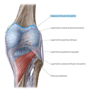 Knee joint: Extracapsular ligaments and popliteus muscle (posterior view) (Portuguese)