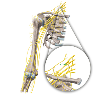 Subclavian nerve (#21671)