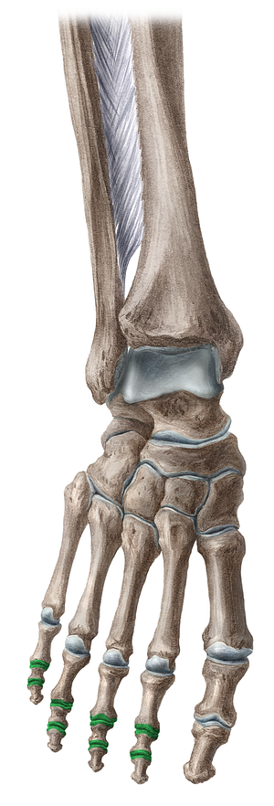 Interphalangeal joints of 2nd-5th toes (#17213)