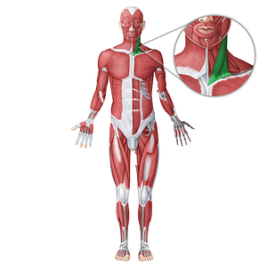 Sternocleidomastoid muscle (#18751)