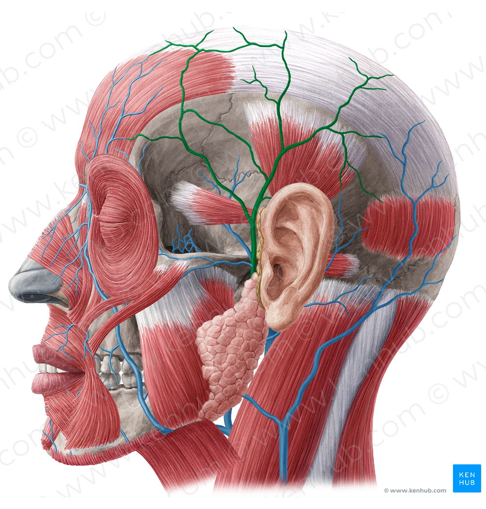 Superficial temporal vein (#10625)