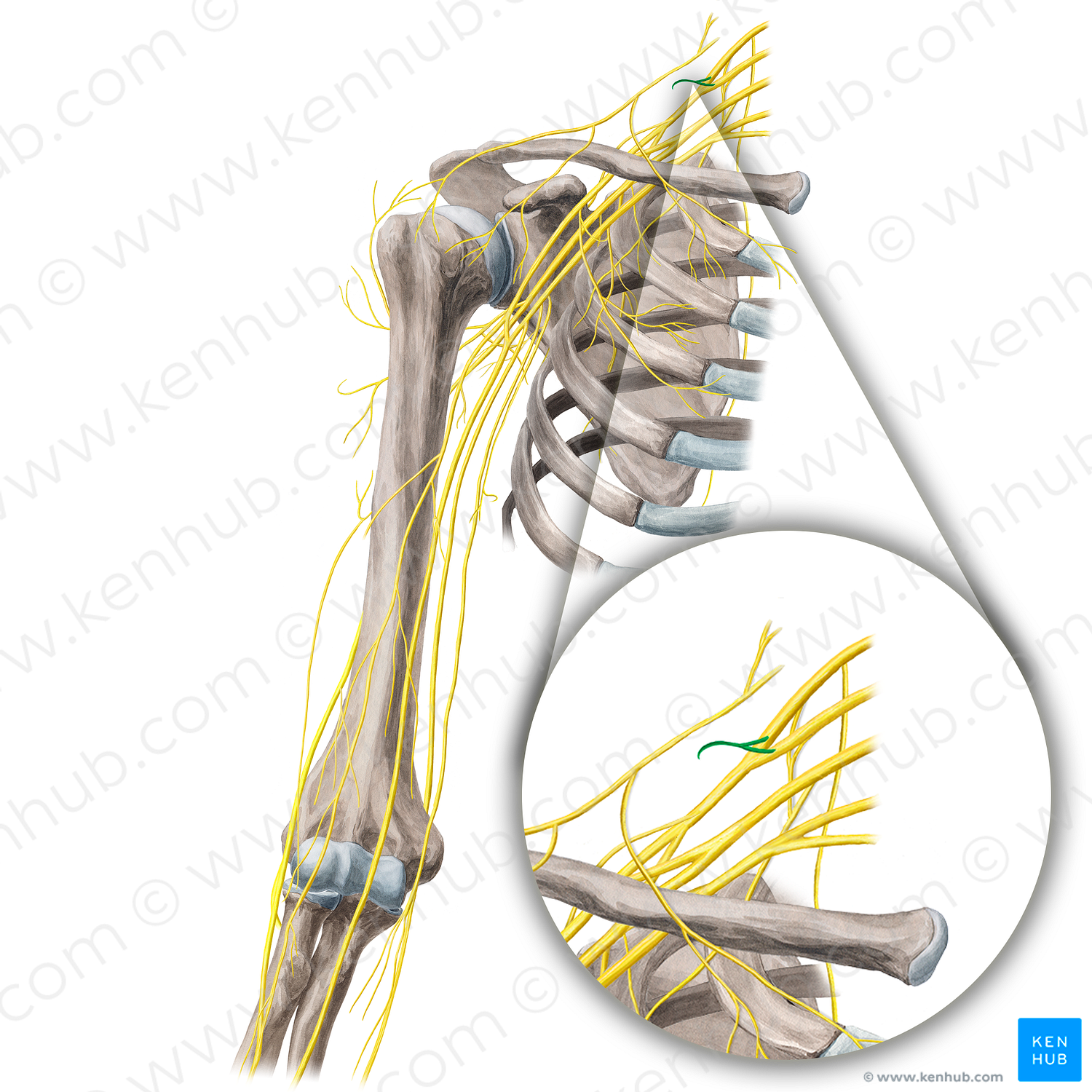 Subclavian nerve (#21671)