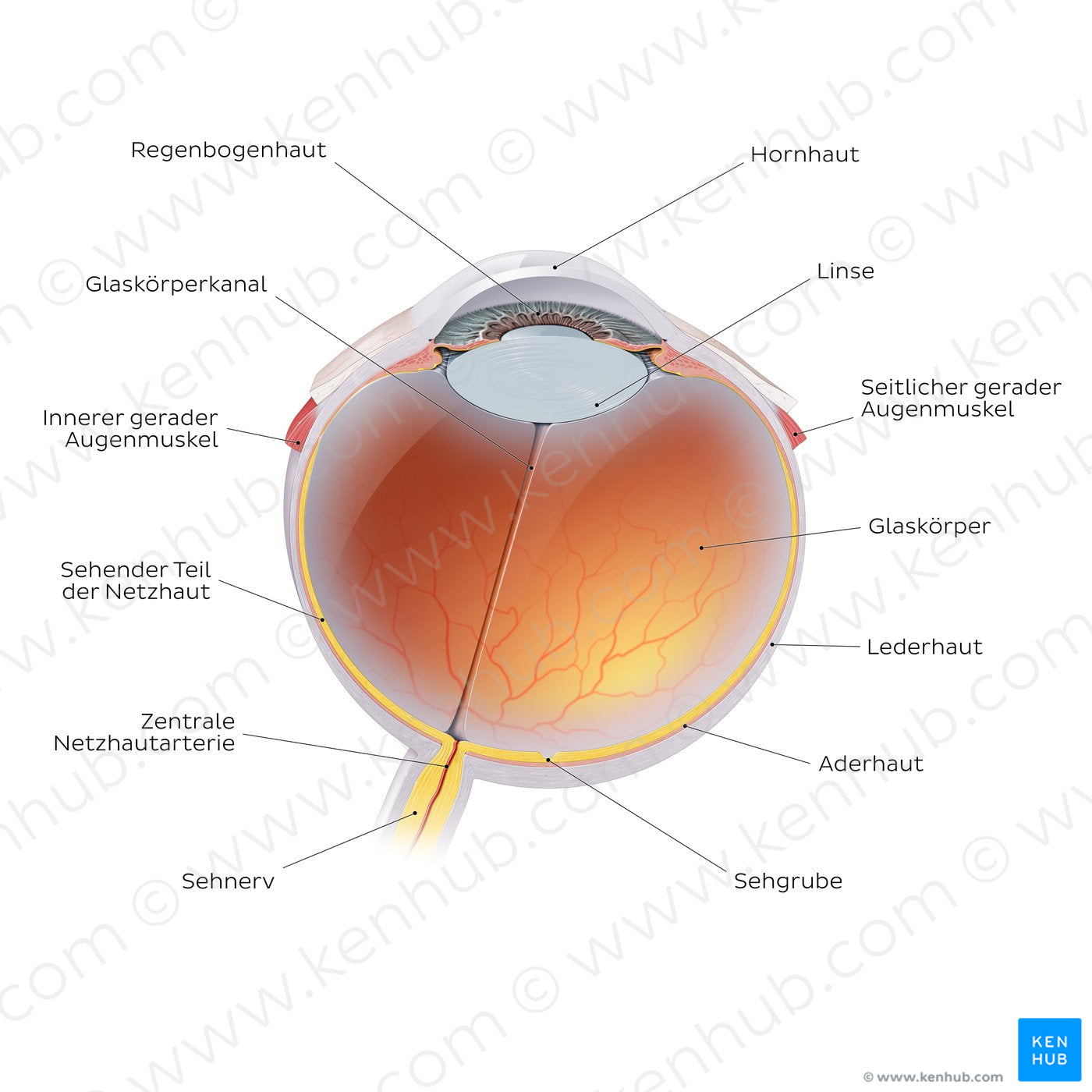 Eyeball (German)