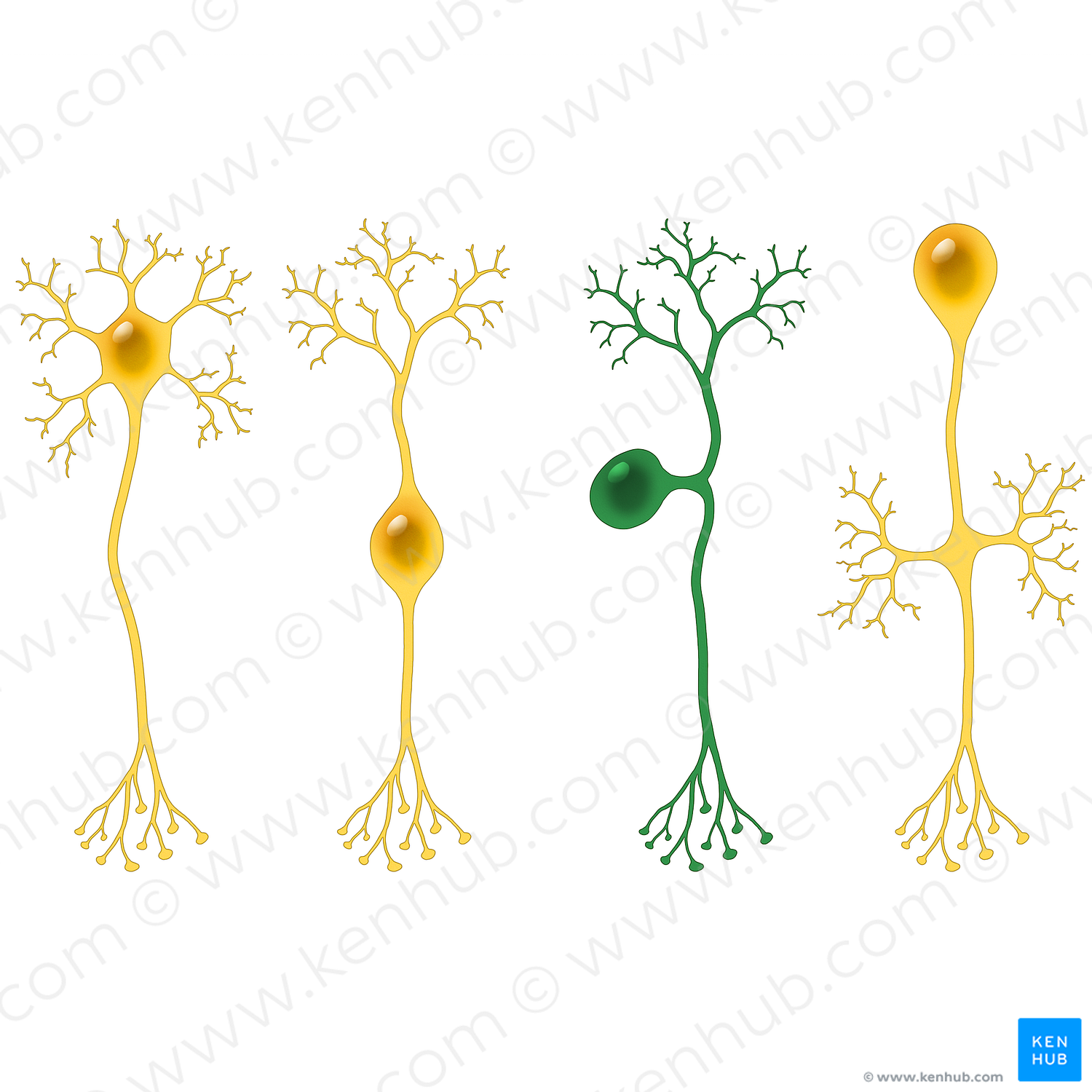 Pseudounipolar neuron (#13510)