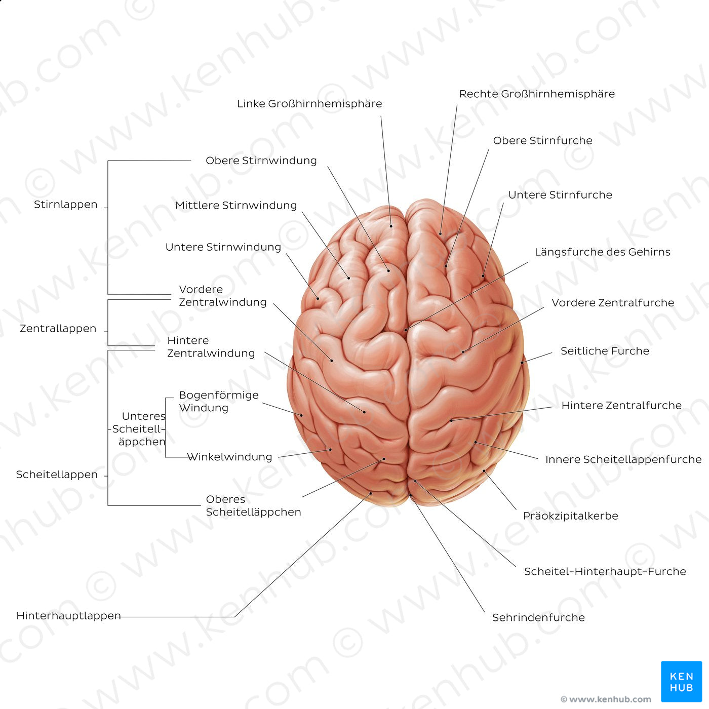 Superior view of the brain (German)