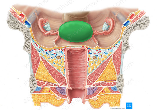 Fundus of uterus (#3930)