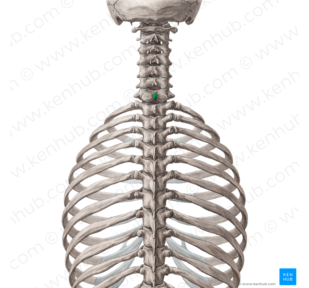 Spinous process of vertebra C7 (#8290)