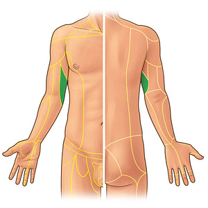 Medial brachial cutaneous nerve (#21915)