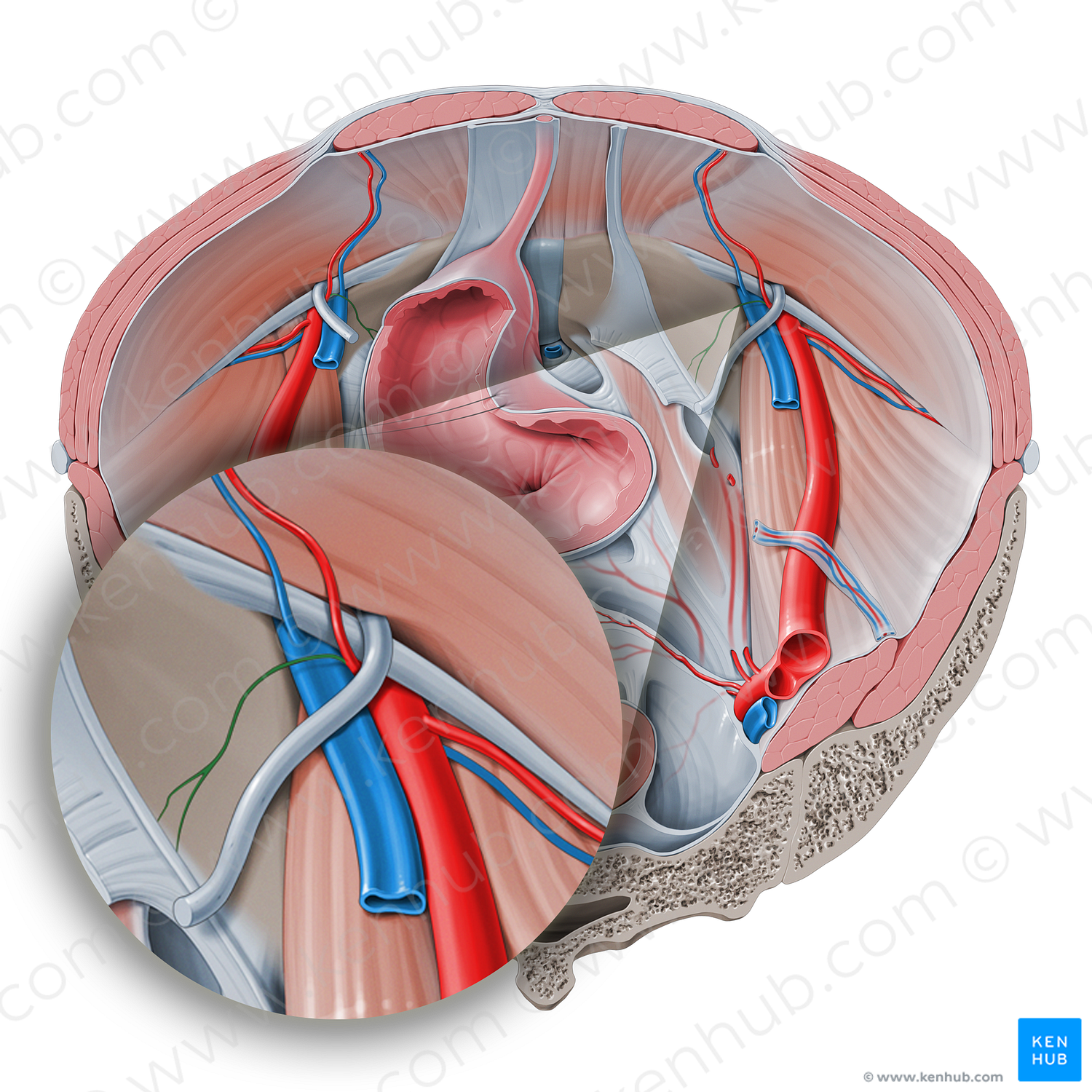 Pubic branch of inferior epigastric artery (#427)