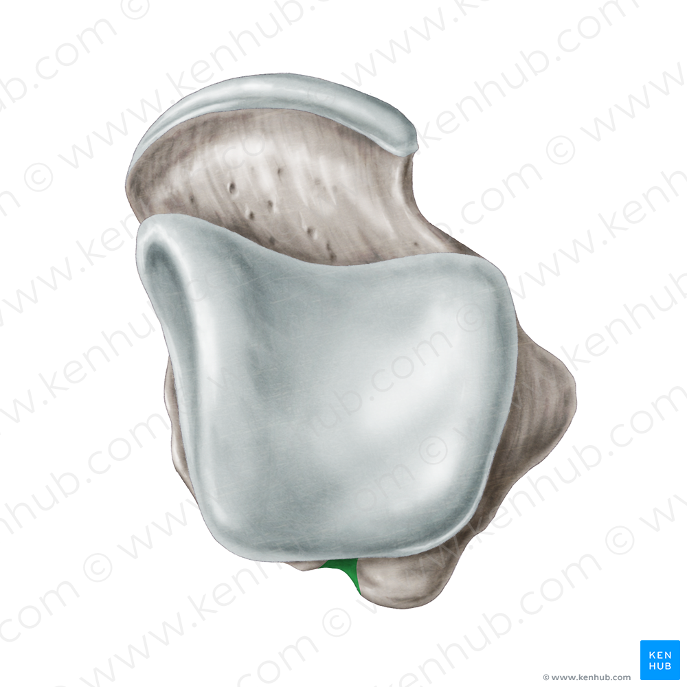 Groove for tendon of flexor hallucis longus muscle of talus (#9338)