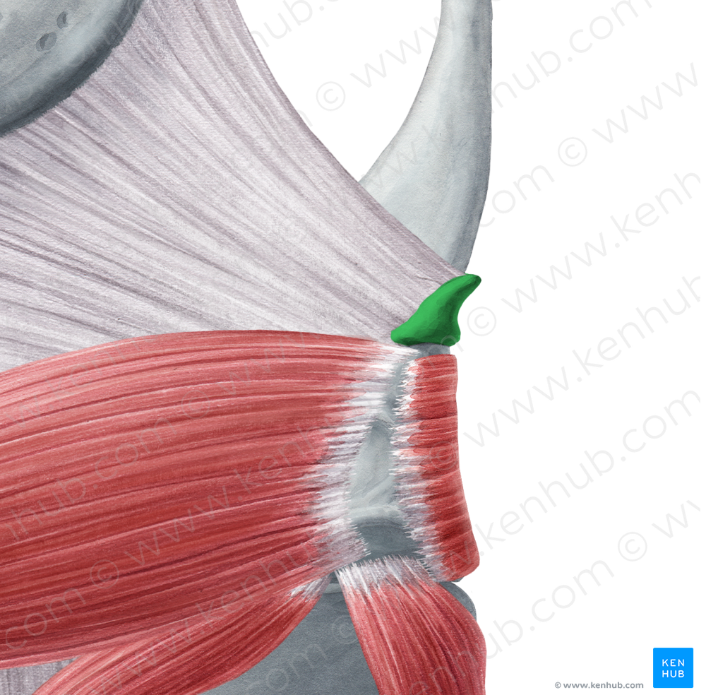 Corniculate cartilage (#2489)