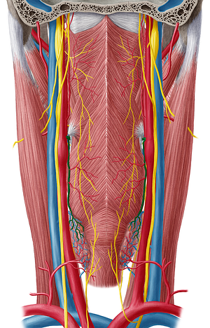 Superior thyroid artery (#1934)