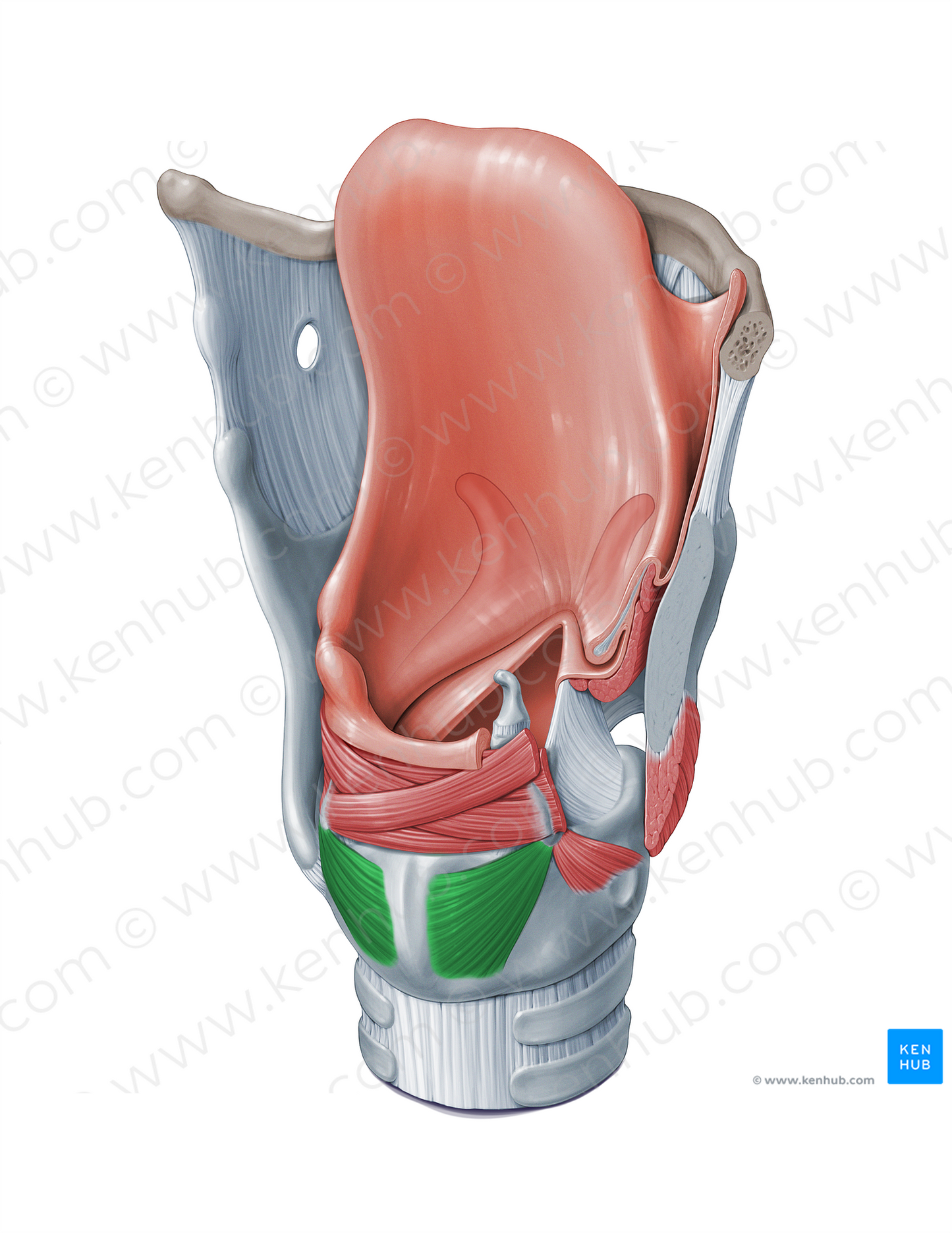 Posterior cricoarytenoid muscle (#18320)