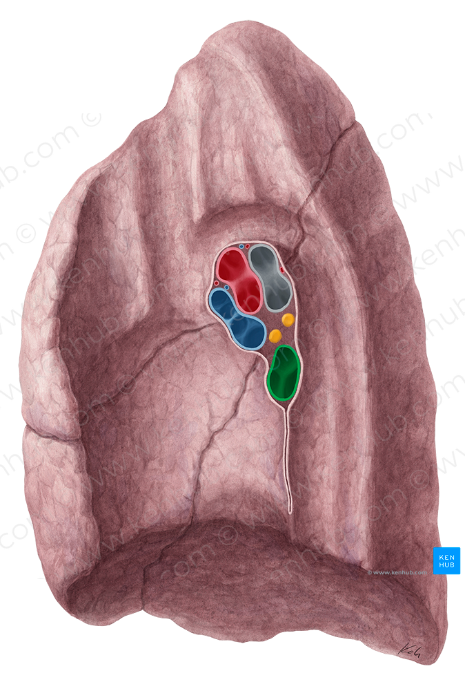 Right inferior pulmonary vein (#10508)