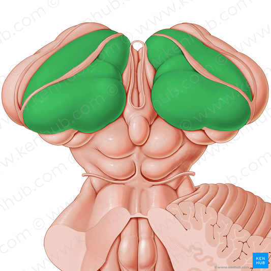 Thalamus (#9442)