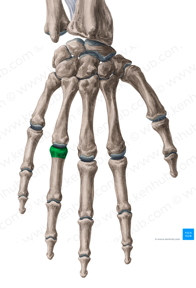 Base of proximal phalanx of 4th finger (#2194)