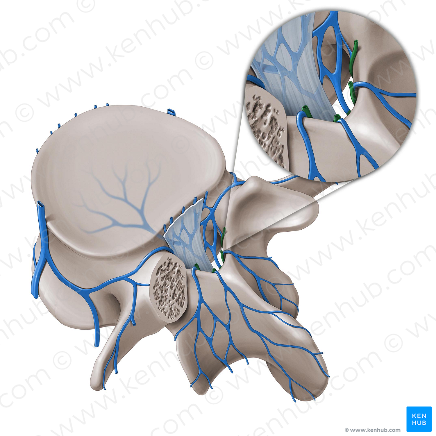 Posterior internal vertebral venous plexus (#8059)