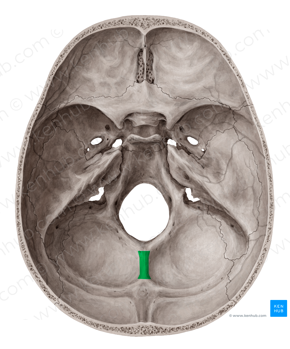 Internal occipital crest (#3122)