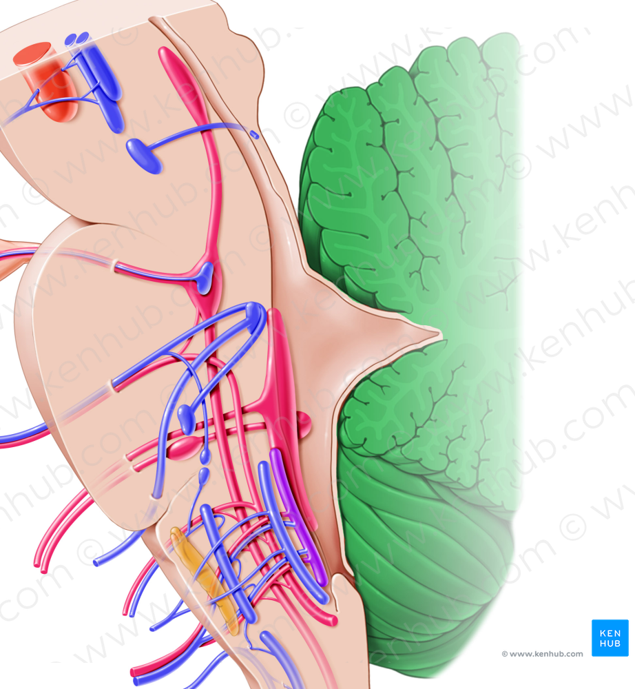 Cerebellum (#2571)