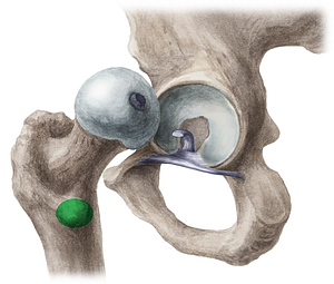 Lesser trochanter of femur (#9578)