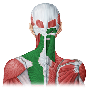 Posterior neck muscles (#20079)