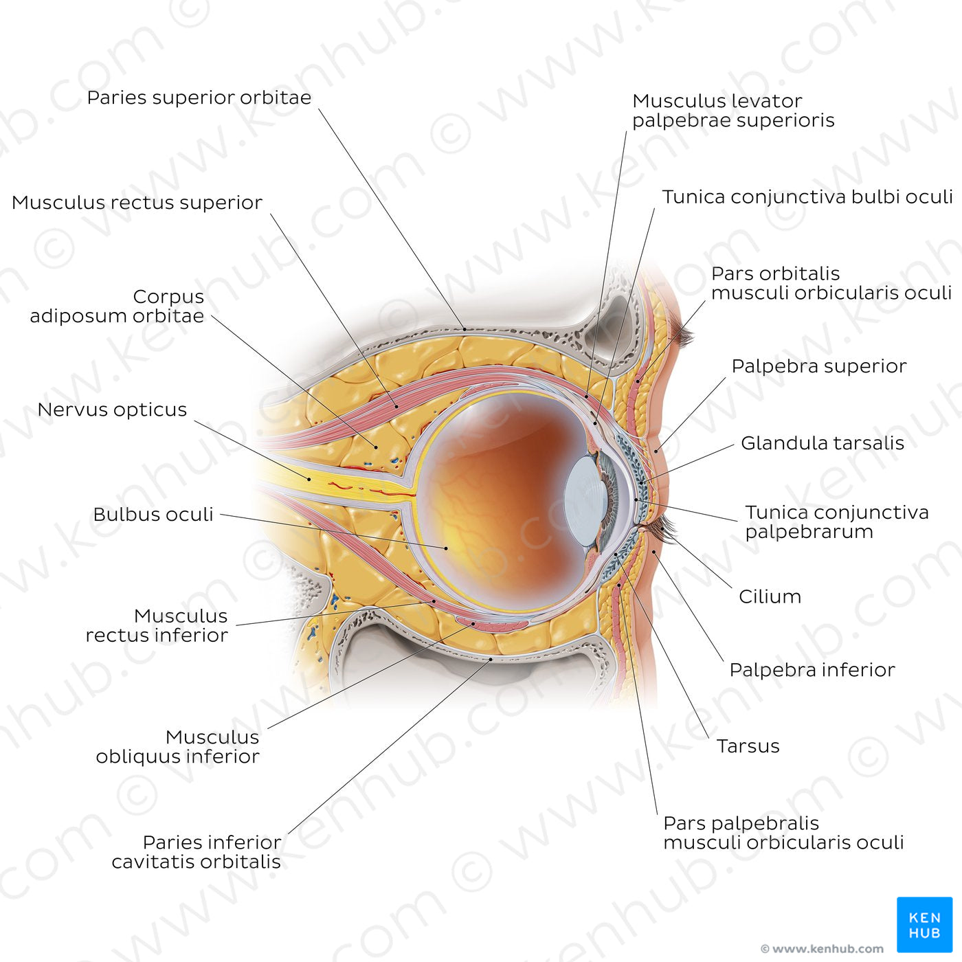 Eye in situ: sagittal section (Latin)