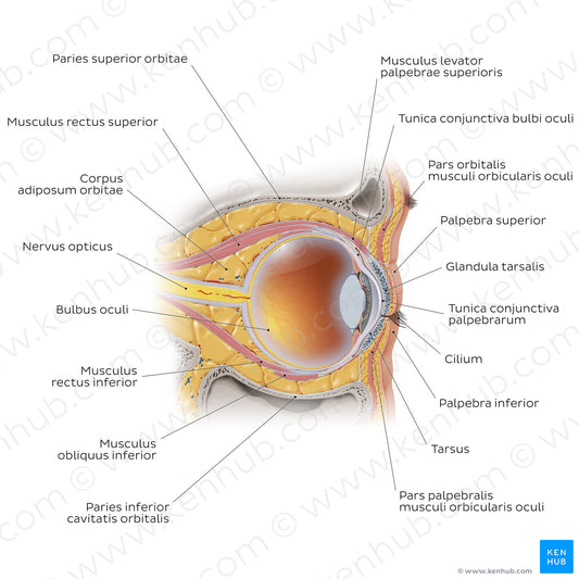 Eye in situ: sagittal section (Latin)