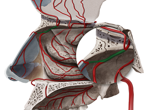Anterior lateral nasal branches of anterior ethmoidal artery (#8513)
