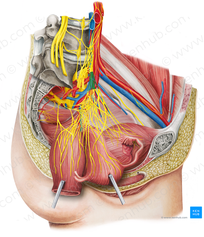 Left hypogastric nerve (#6456)