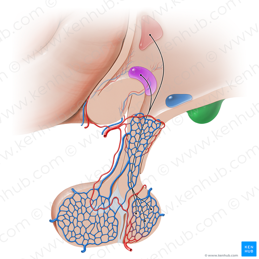 Mammillary body (#16220)